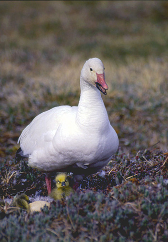 ����� ����